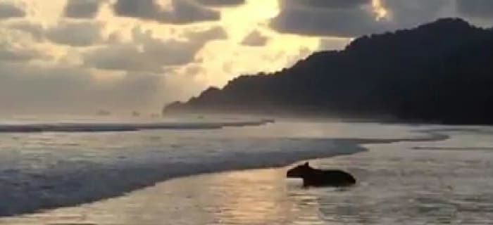 Le parc national de Corcovado