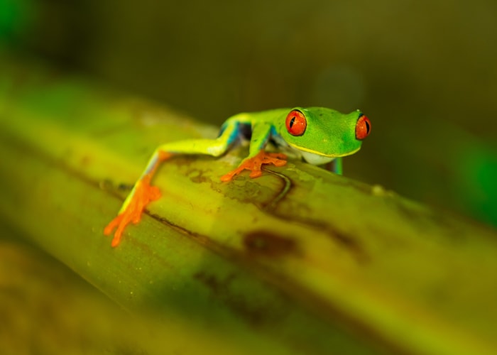 La petite Amazonie du Costa Rica