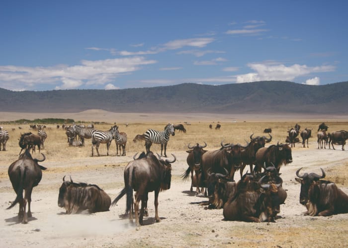 Parc national du Serengeti