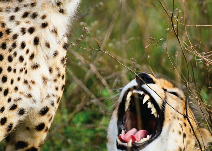 Parc National du Serengeti