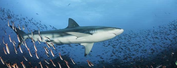Tour de la baie de Puero Ayora et départ pour l'île d'Isabela