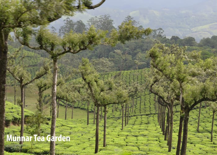 Munnar