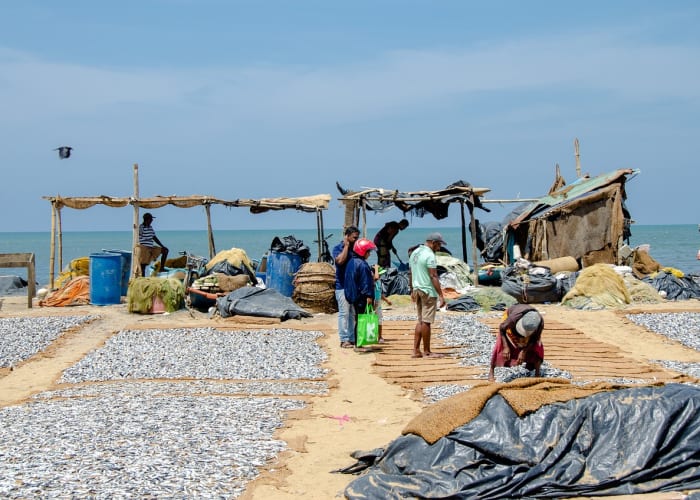 Arrivée au Sri-Lanka et détente à Negombo