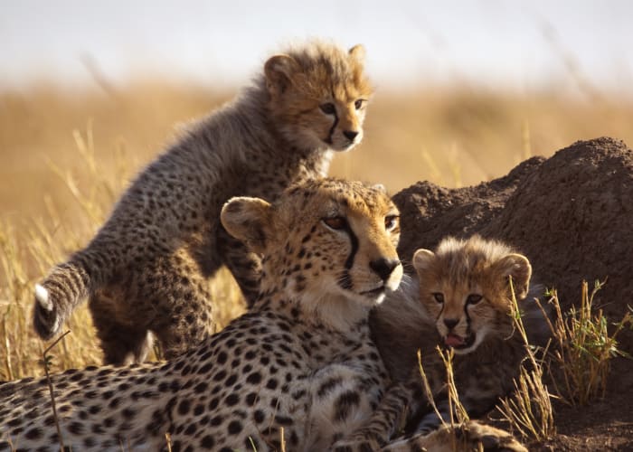 Réserve de chasse du Masai Mara