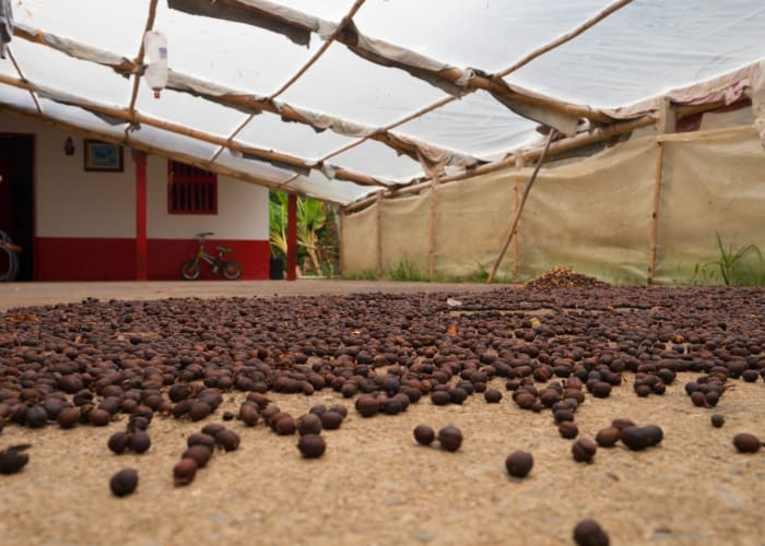 Découverte de la culture de la zone du café hébergé par une famille de producteur