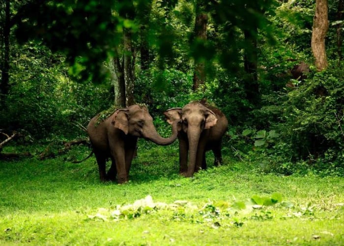 Periyar