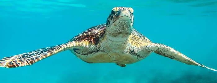 Isabela, la plus sauvage