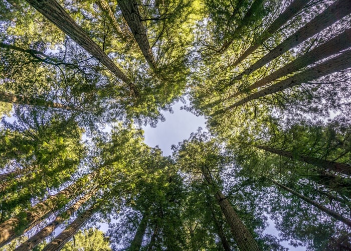Muir Woods et Napa Valley