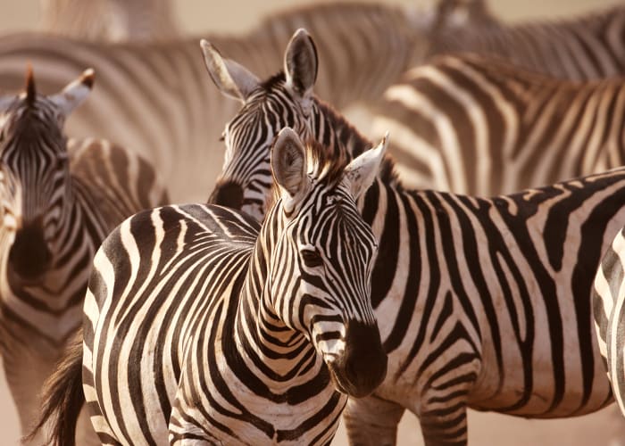 Nairobi-Amboseli National Park