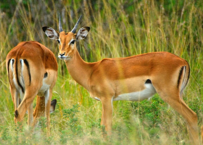 Subukia - Masai Mara (5h30 de route hors pauses)