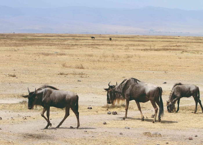 Observation du cratère du Ngorongoro