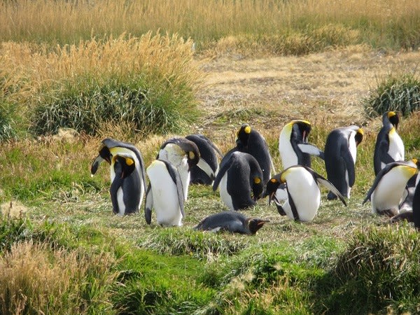 TERRE DE FEU -  PUNTA ARENAS