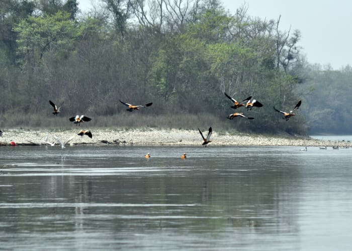 Chitwan
