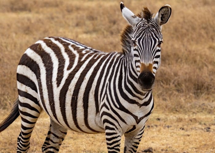 Sud Serengeti