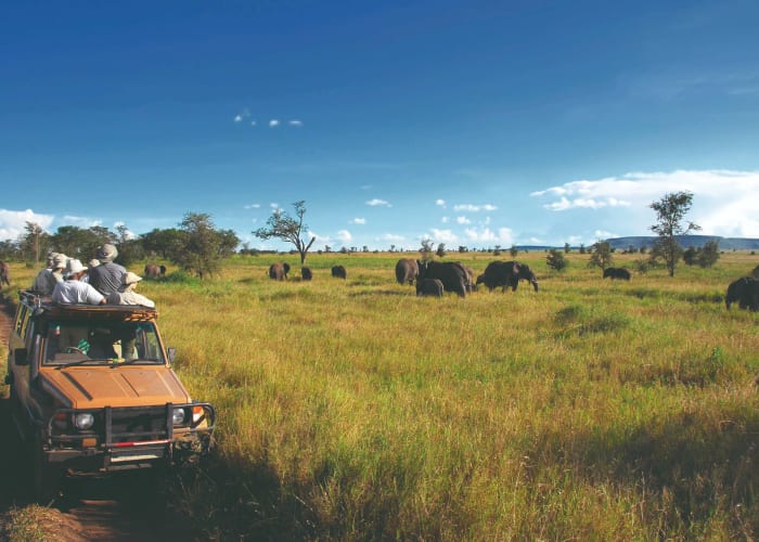 Expérience d'une journée dans le parc national du nord du Serengeti