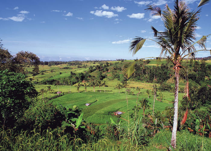 Le marché de Pasar Badung - Jatiluwih - Munduk