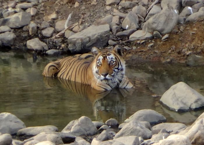 Ranthambore