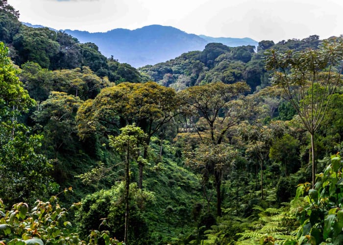 Promenade dans la canopée et visite du communauté locale au Nyungwe
