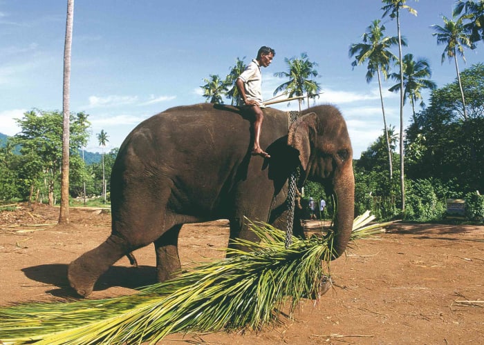 De Ella à Yala