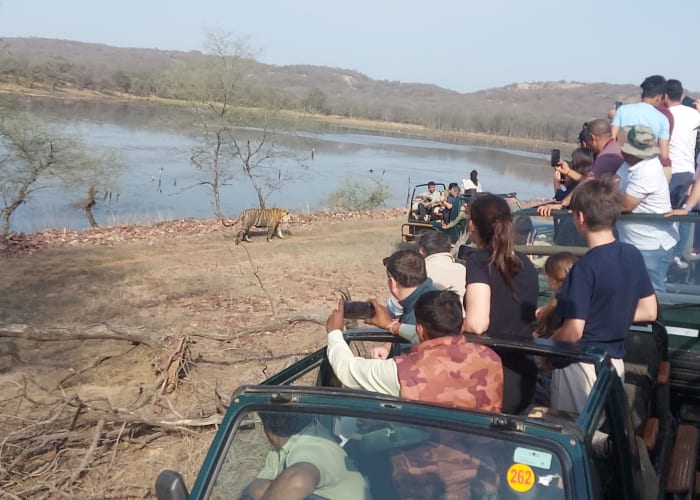 RANTHAMBORE (occasion de voir un tigre)