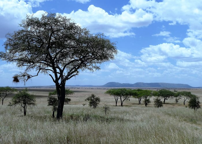 Parc national du Serengeti