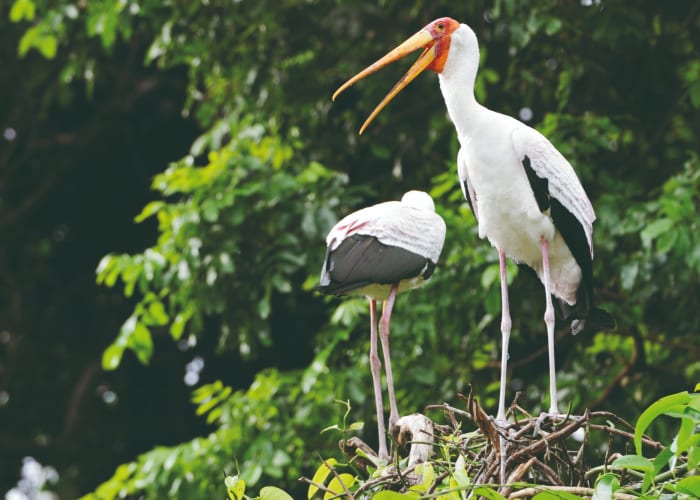 Visite du parc national du lac Manyara - Arusha