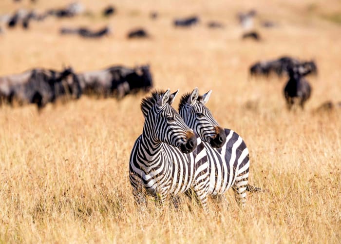 Route vers le parc national central du Serengeti