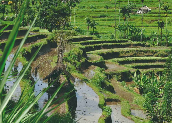 De Gianyar à Bukit