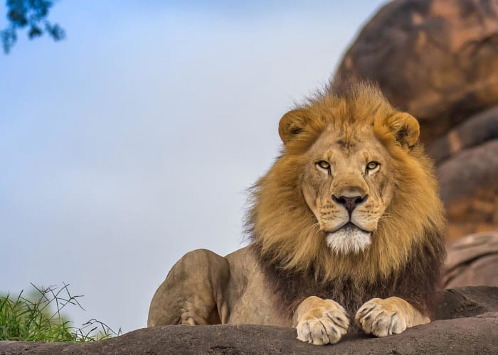 Rencontre avec Daktari - Le parc Kruger grandeur nature