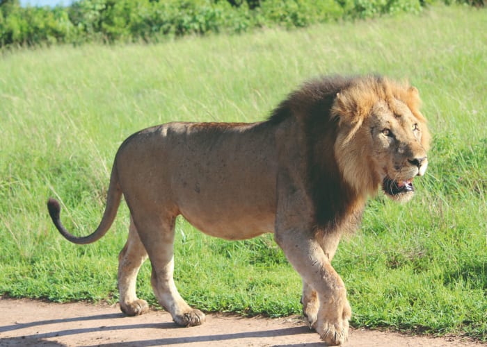 Visite du parc national de Queen Elisabeth pour y voir des animaux