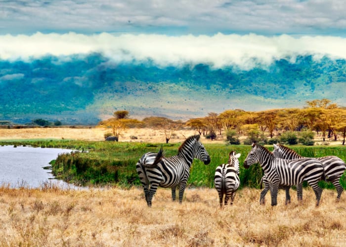 Cratère du Ngorongoro - Parc national du Serengeti