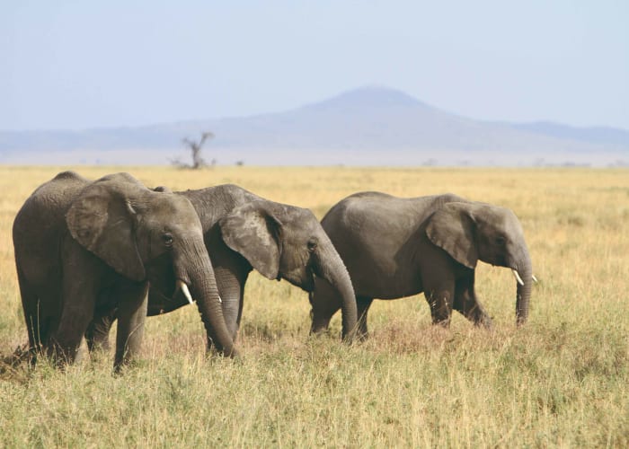 Serengeti National Park