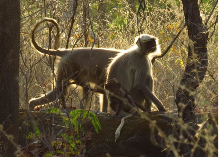 À Bandhavgarh