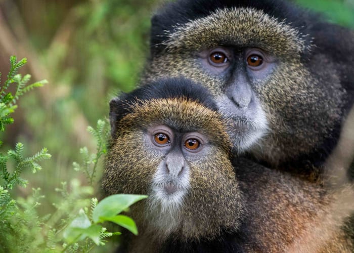 Golden Monkey trekking et transfert à Bwindi