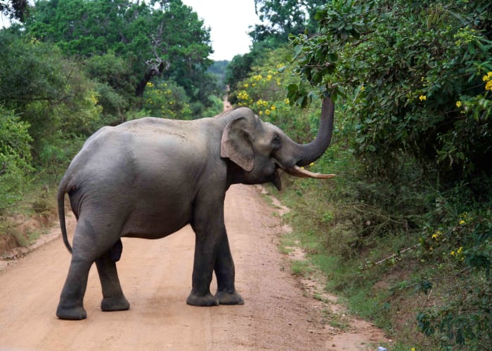 Partez en safari dans le Parc National de Yala