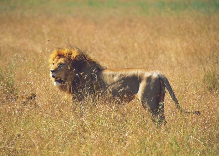 Le Parc national du Serengeti