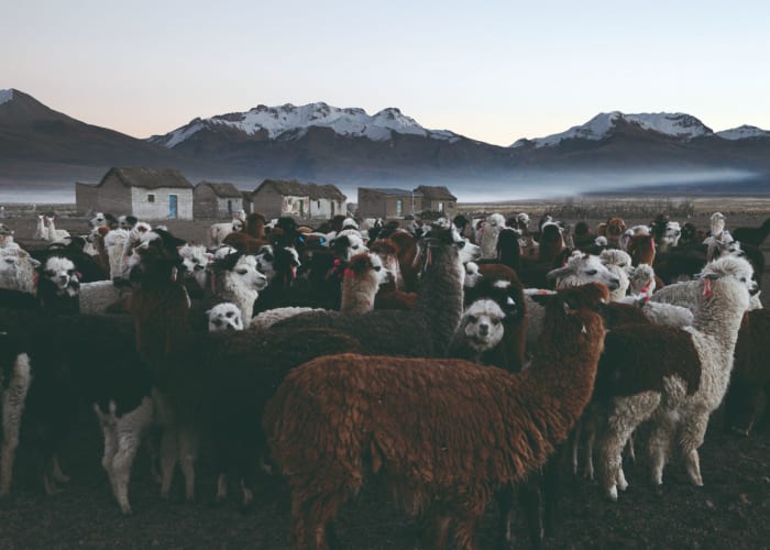 Tahua - Quillacas - Turco - Pumiri - Tomarapi