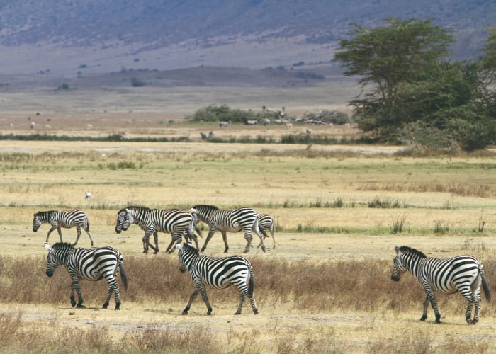 Mto Wambu - Parc de Serengeti