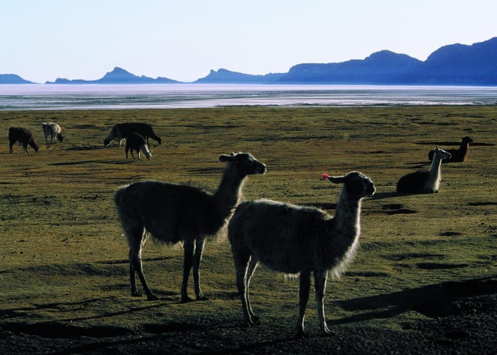 Laguna Ajwani - Laguna Jurikhota