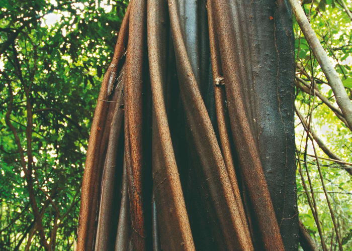 Amazonie, nature et culture