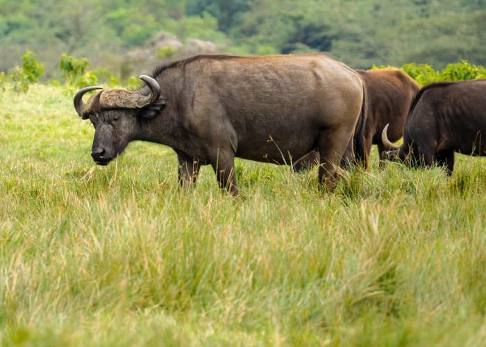 Arusha, Lac Natron
