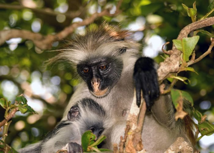 Observation des singes