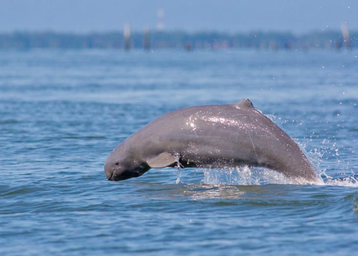 À la rencontre des dauphins et de la région