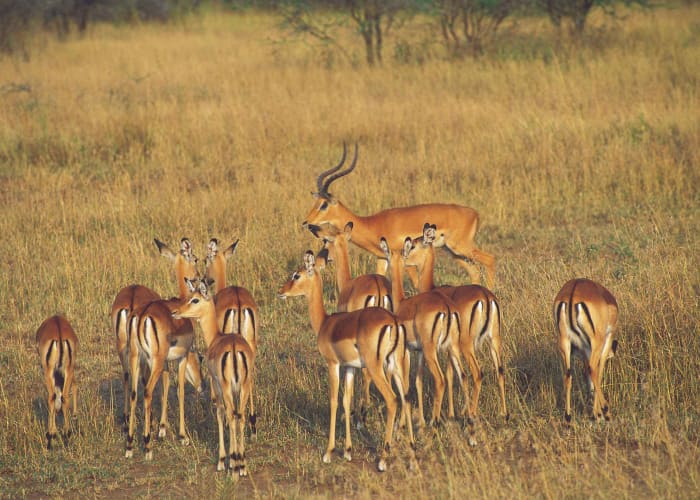 Le Cratère du Ngorongoro