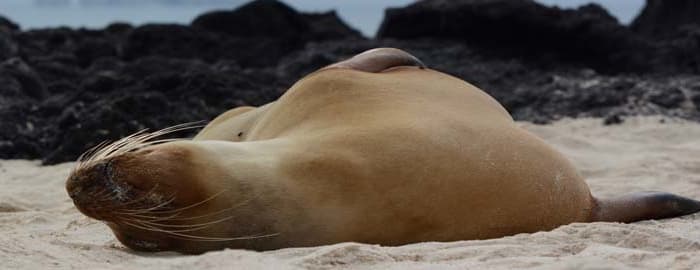 Un Lion Endormi en pleine mer...