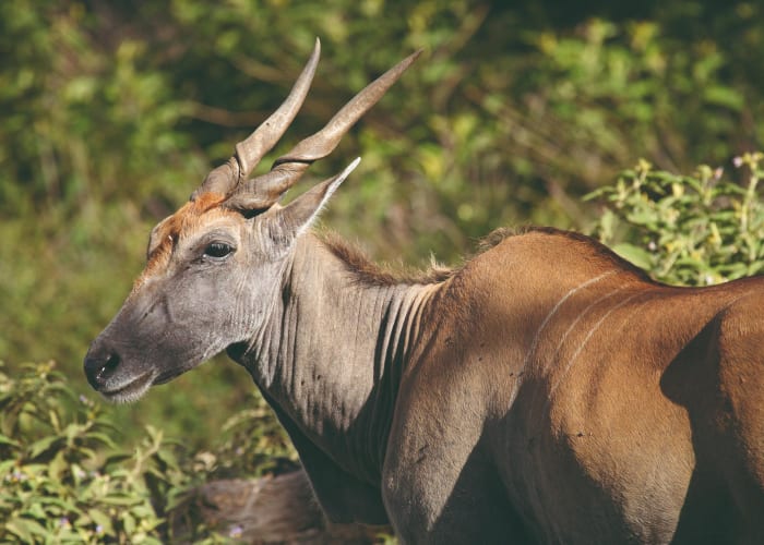 Arusha - Parc National de Tarangire