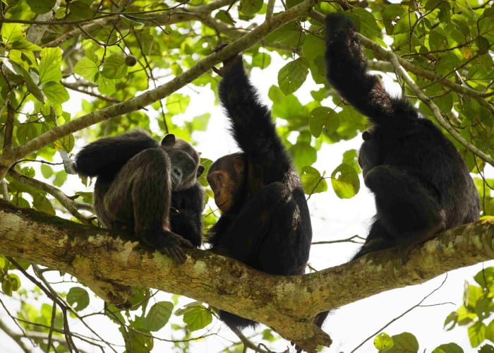 Chimpanzee trekking