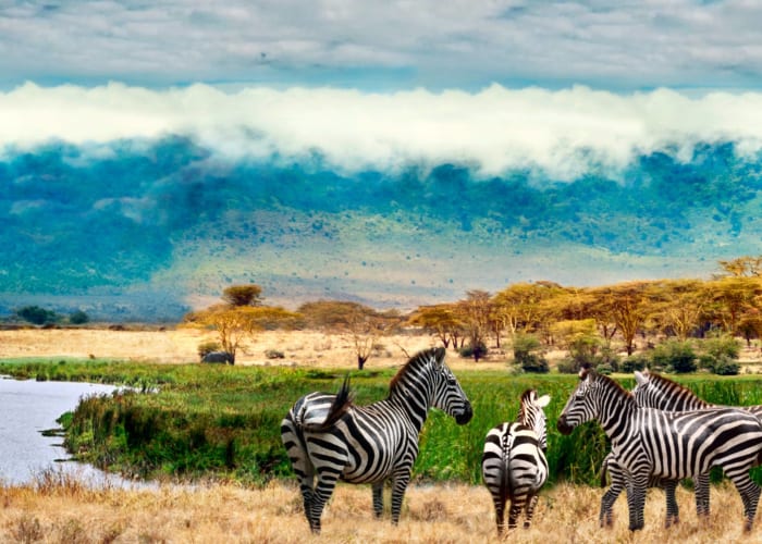 Visite Du Cratère De Ngorongoro