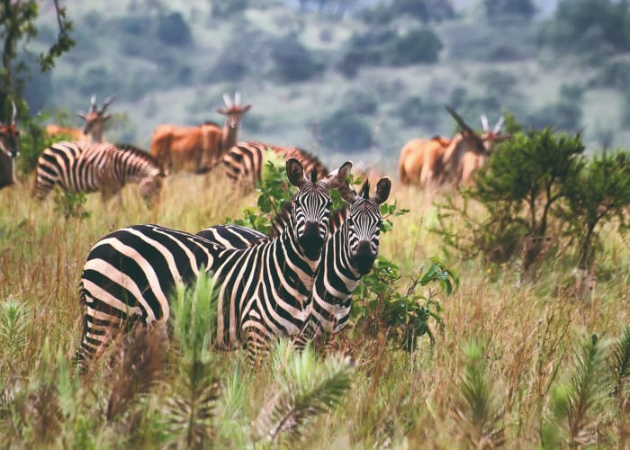 Transfert au parc national de l'Akagera depuis Kigali