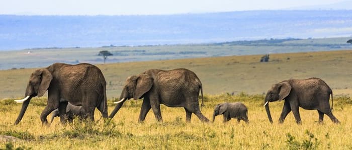Départ du Serengeti pour Maasai Mara
